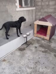 İtlər: 6 ay, Sənədli, Ünvandan götürmə — 2