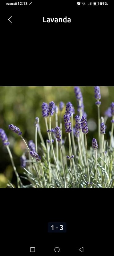 Çöl bitkiləri: Lavanda