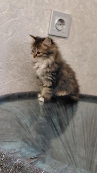 Pişiklər: Tabbi, Dişi, Yaxşı əllərə — 1