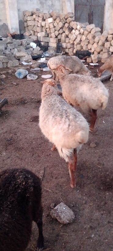 Qoyunlar, qoçlar: Dişi, il: 5, 55 kq, Ətlik, Ünvandan götürmə — 10