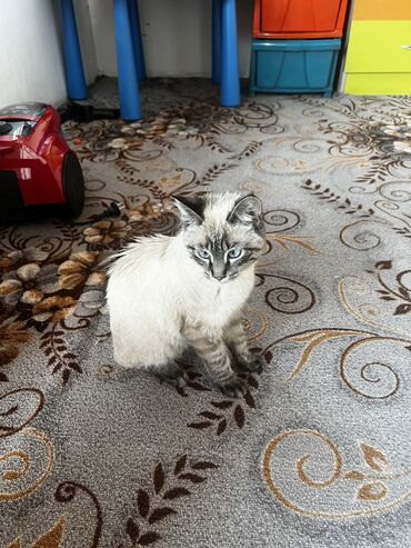 живой сазан: Продаётся кошка породистый