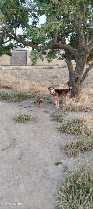 İtlər: 3 il, Erkek, Peyvəndli, Ünvandan götürmə — 11