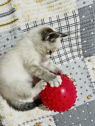 котёнок токмок: 1 месяц, Девочка, Белый, Приучена к лотку — 2