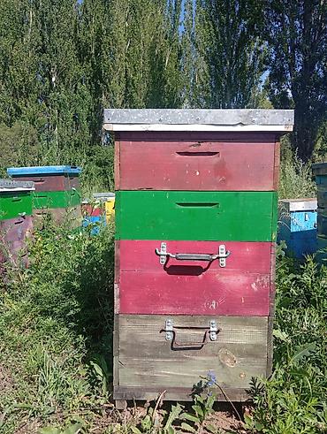 матка пчелы: Пчелопакеты в ульях Продаю ульи с пчёлами. Пасека стационарная — 2