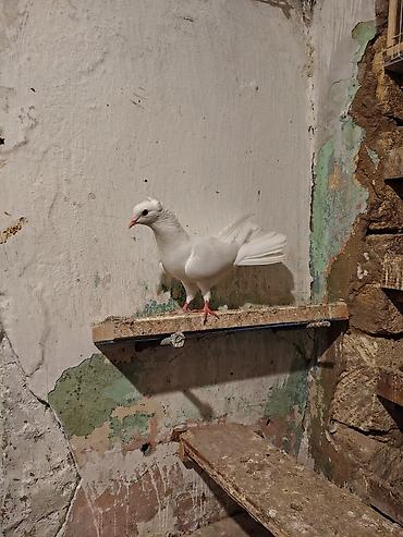 çiller: 17 tuk təmiz cilpaq. maraqlanan əlaqə saxlasin. tam saxlasin — 2