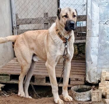 İtlər: Qurdbasar, 2 il, Erkek — 2