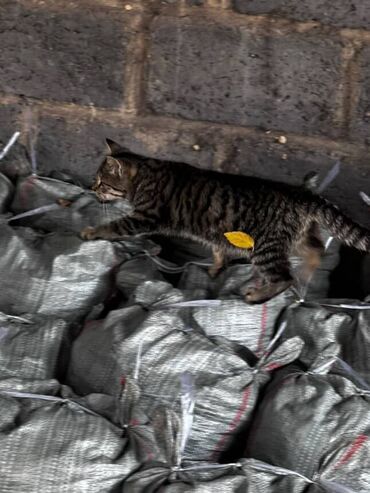 Отдам даром кошку: Кошка даром: Беспородная, Девочка — 7