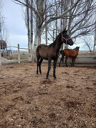 Лошади, кони: Продаю | Жеребенок | Полукровка | Рабочий — 5