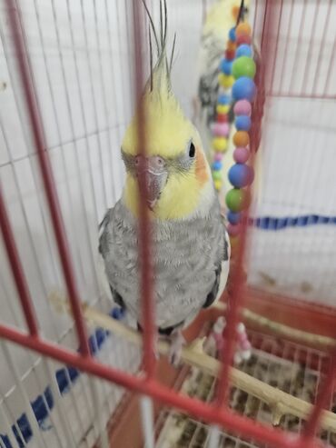 Tutuquşları: 2 ədəd Korella tutuquşuları satılır. biri disi (Luna) biri erkekdi — 6