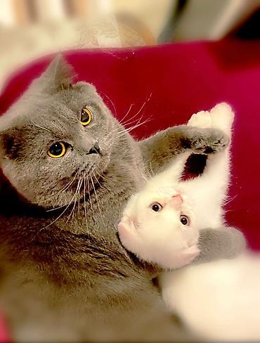 Pişiklər: Britan — 3