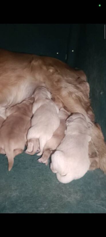 İtlər: Labrador-retriver, 1 ay, Erkek, Pulsuz çatdırılma, Ünvandan götürmə