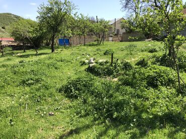 Torpaq sahələrinin satışı: 30 sot, Kənd təsərrüfatı, Mülkiyyətçi, Kupça (Çıxarış) -da lalafo.az — 9 Torpaq sahələrinin satışı: 30 sot, Kənd təsərrüfatı, Mülkiyyətçi, Kupça (Çıxarış) — 9