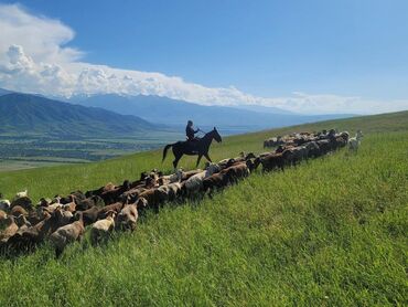 козы нубийские купить: Продаю | Овца (самка), Ягненок | Гиссарская, Полукровка, Меринос | На забой, Для разведения, Для шерсти | Племенные, Котные, Кастрированные