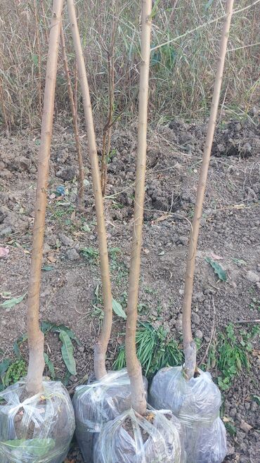 Şitillər: Məhsul: Gül kolları (qızılgül) Təsvir: - Şəkillərdə müxtəlif rəng və — 13