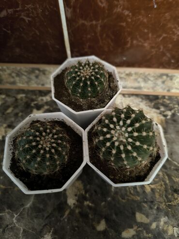 кастрюли большие: Кактусы в горшочках (цена указана за 1 ) - Кактусы шаровидной формы