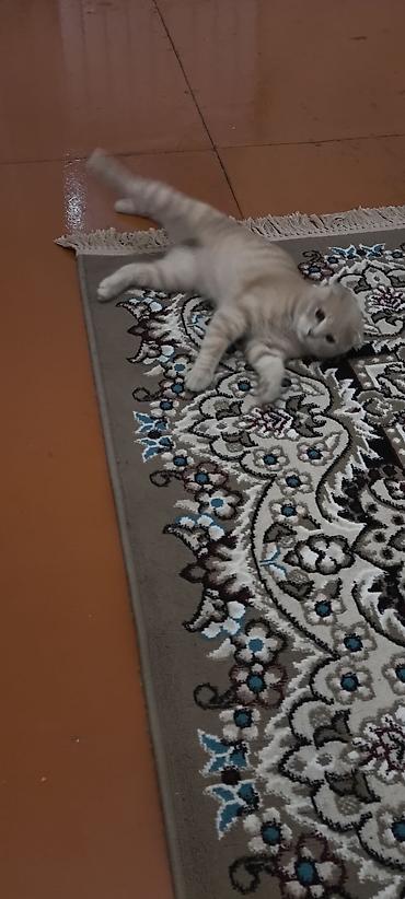 Pişiklər: Şotland — 3