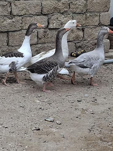 qaz bala: 1 illik qazlar satilir 3 disidi biri erkey bu il bala verdiler biri — 2