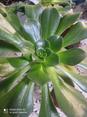 Другой декор и предметы интерьера: Распродажа по 300 сом и выше — 14