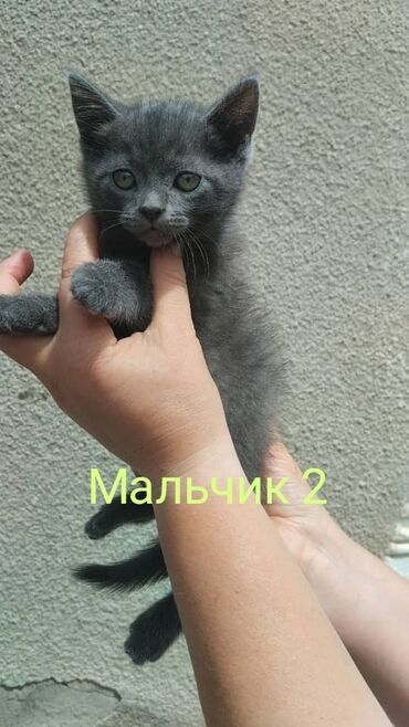 продаю жеребёнка: Британская короткошёрстная, 2 месяца, Мальчик, Голубой, Приучена к лотку, Проглистована
