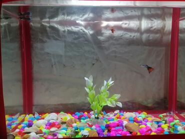 Dördbucaq akvarium, Balıqlarla birlikdə, 12 l, Ünvandan götürmə, Ödənişli çatdırılma