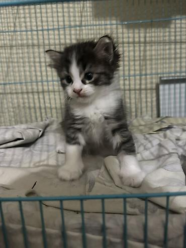 Животные: Отдаем породистых котят в добрые ручки! мама рэгддол а папа британец — 2