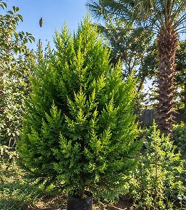 qaz yumurtasi: Thuja və kiparis fidanları – landşaft üçün iynəyarpaqlılar Məhsul: - — 7