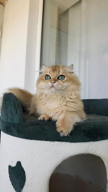 Животные: Золотая шиншилла, Самец — 4