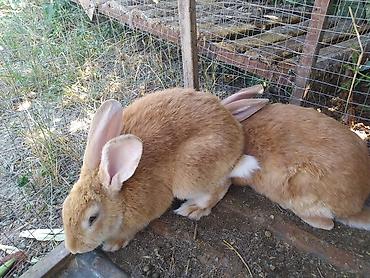 собака хаска: Продаю | Кролик самец, Крольчиха (самка) — 1