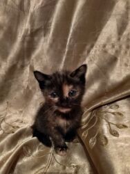 в связи с переездом отдам попугая жако в добрые руки: Мышык бекер берилет: Породасыз, Эркек