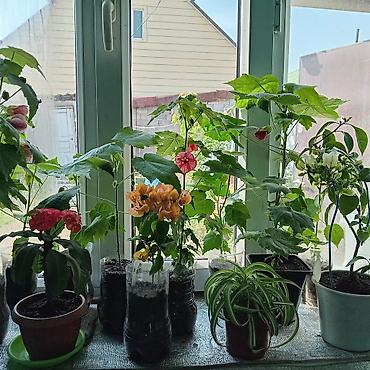 Другие комнатные растения: Абутилон (комнатный клен) — декоративное растение с крупными — 6