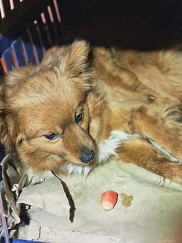 Отдам даром собаку: ПРИЮТ У НАС Собачки на любой вкус это приют все собачки привитые — 17