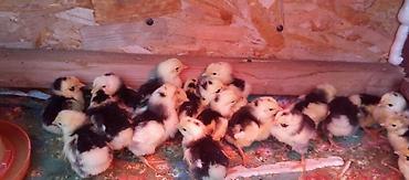 Куры, петухи: Продаю | Цыплята | Для разведения — 3