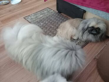 Psi: Pekinezeri, pravi, izuzetno poreklo, rodovnik, knjižice, vakcine na lalafo.rs — 17 Psi: Pekinezeri, pravi, izuzetno poreklo, rodovnik, knjižice, vakcine — 17