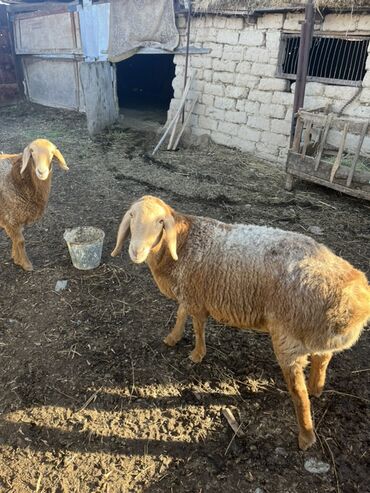 Бараны, овцы: Продаю | Овца (самка) | Для разведения — 8