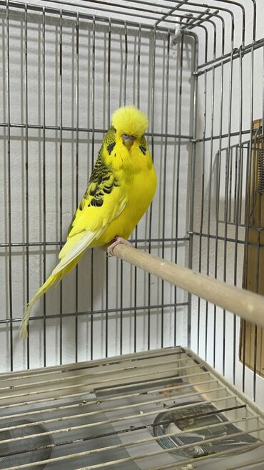 Tutuquşları: Təmiz qan ayağı üzüqlü qəydiyatlı altı balalı çexler cütlükler — 6