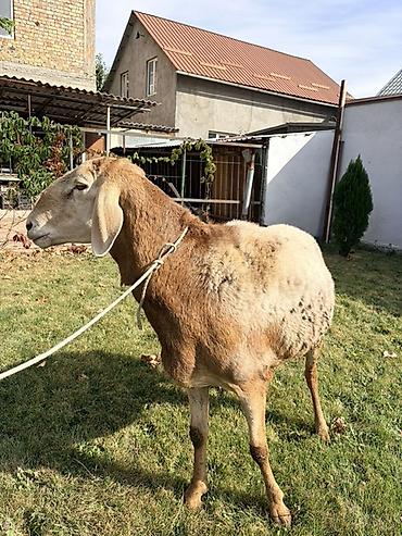 Продам с/х животных: Продаю | Баран (самец) | Для разведения | Племенные — 3