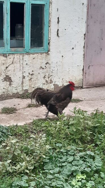 Inəklər, öküzlər: Avstrolorp blue 3.5 yaş . damazlıq üçün əla xoruzdu.qan dəyişimi üçün