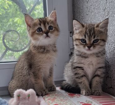 швейцарский кот цена: Скотиш Страйт (Шотландская прямоухая), 2 месяца, Девочка, Приучена к лотку, Проглистована
