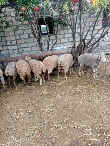 Qoyunlar, qoçlar: Məhsul: Qoyun və inək təsərrüfatı heyvanları - Şəkillərdə fərqli rəng — 2