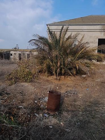 palm: Xurma (xurma xurması) palmaları – həyət və bağ sahələri üçün dekorativ — 1
