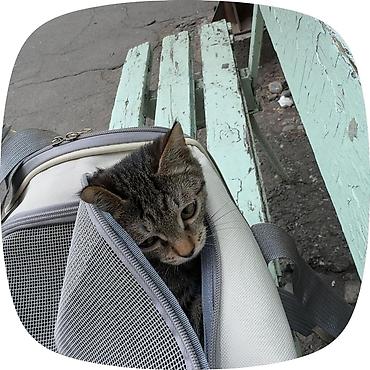 кот шотландская шиншилла: Котёнок ачи, короткошёрстный. отдам в хорошие руки. Малыш с красивым — 2