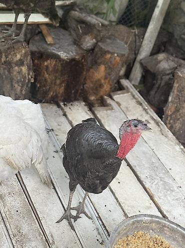 toyuq cüce: Məhsul: Hind quşları (şəkillərdə bir neçə baş) - Rənglər: ağ və tünd — 3