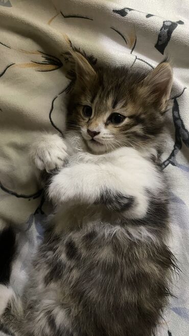 кошка бесплатная: Кошка даром: Беспородная, 1 месяц, Девочка, Приучена к лотку