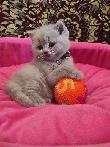 Pişiklər: Britan, Ödənişli çatdırılma — 3