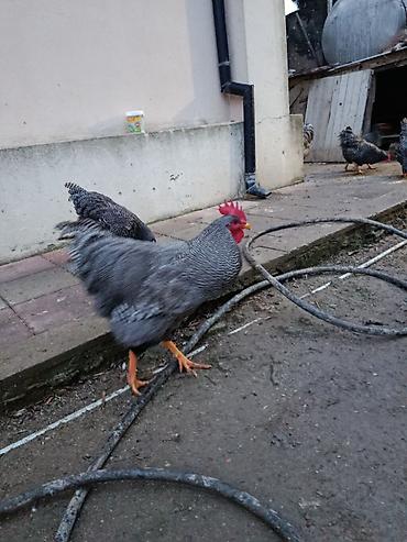 Xoruzlar: Barred rok yumrtasi satilir — 13