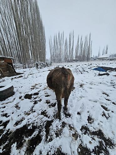 Коровы, быки: Продаю | Корова (самка) | Швицкая | Для молока | Привязанные — 6