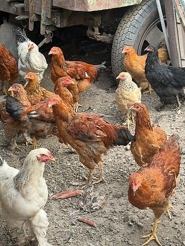 сколько стоят шотландские кошки: Продаю | Куры | Для разведения — 3