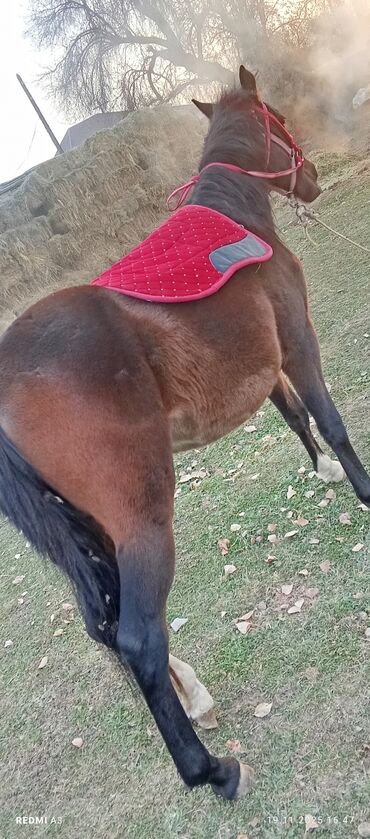 Лошади, кони: Продаю | Жеребенок | Рабочий at lalafo.kg — 6 Лошади, кони: Продаю | Жеребенок | Рабочий — 6