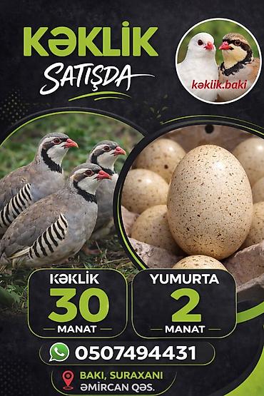 Kəklik və yumurtası satışı - Növ: Kəklik (xınalı) və kəklik yumurtası lalafo.az -da Kəklik və yumurtası satışı - Növ: Kəklik (xınalı) və kəklik yumurtası
