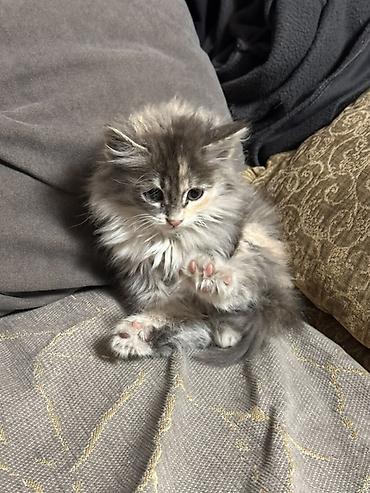 scottish fold: Пушистый котёнок с длинной шерстью и необычным трёхцветным — 1